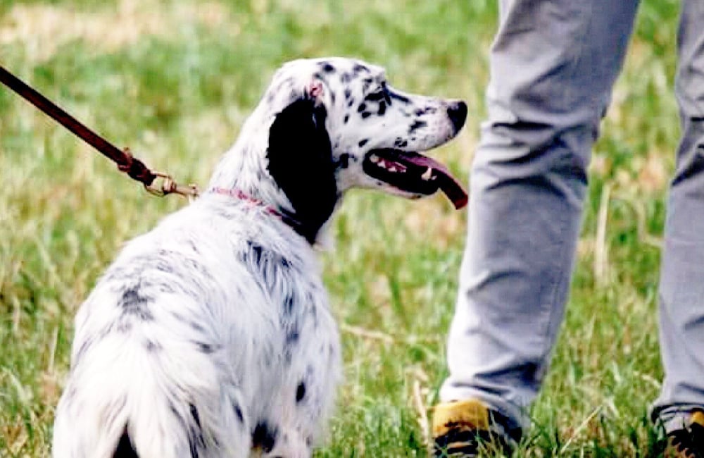 Allevamento Fianensis Andrea Tidei setter inglese cane da caccia