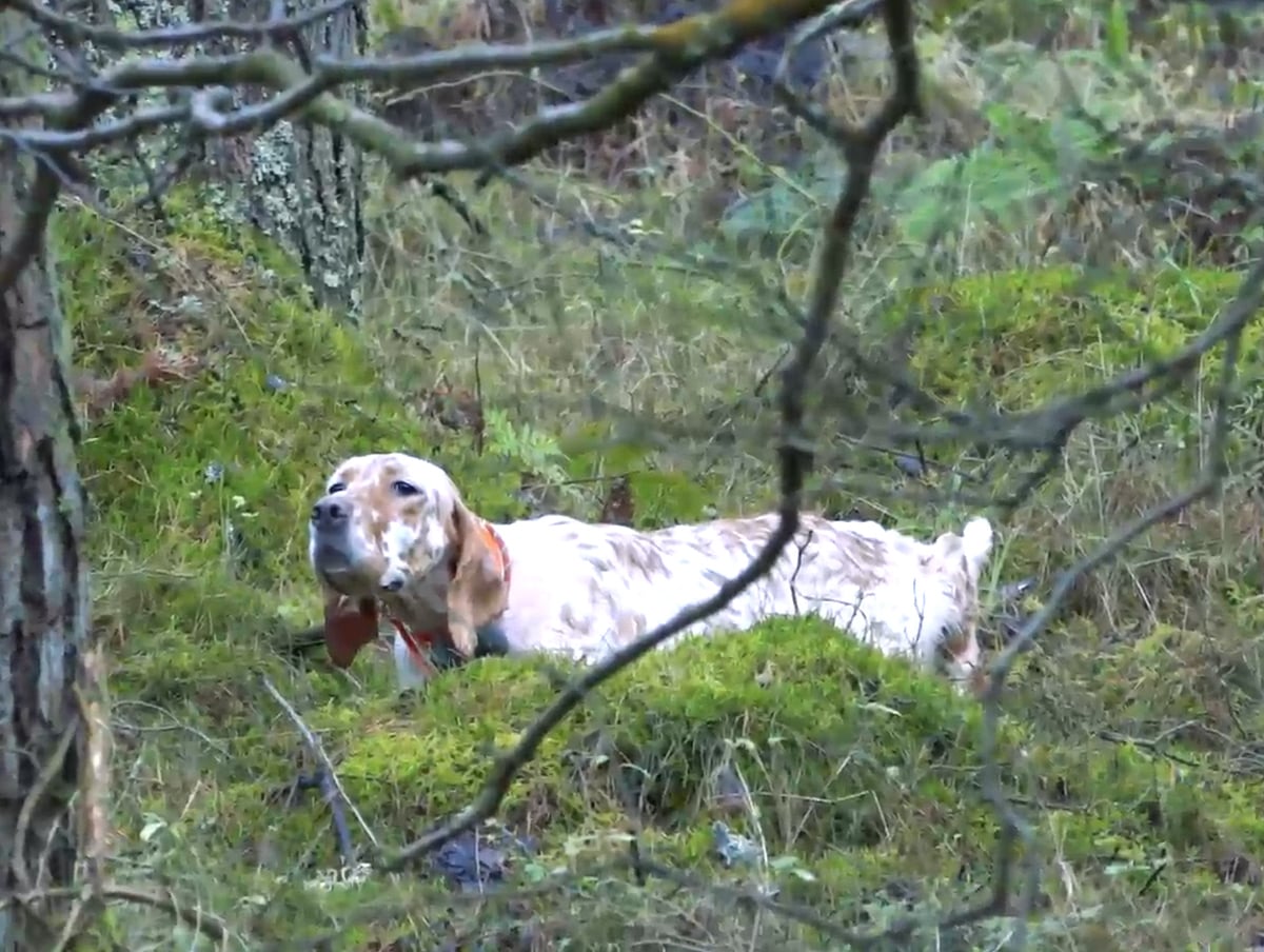 Caccia Fianensi's allevamento amatoriale del setter inglese